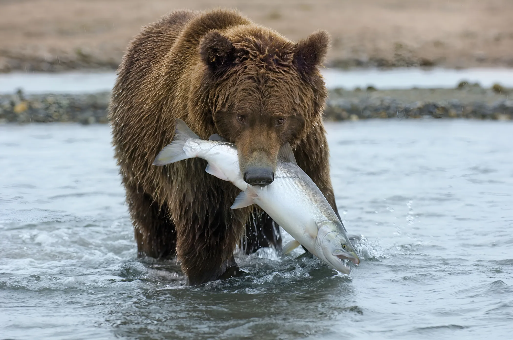 Braunbär im Fluss mit Fisch im Mund.